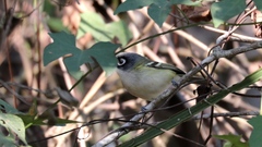 Vireo atricapilla