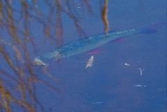 Scardinius erythrophthalmus