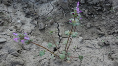 Lamium amplexicaule