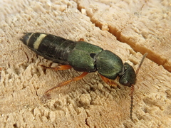 Platydracus fulvipes