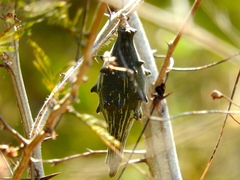 Dictyanthus