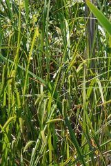 Carex pseudocyperus