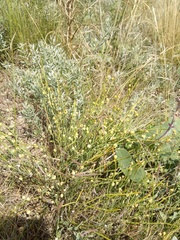 Ephedra distachya