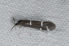 Athripsodes albifrons