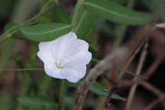 Stylisma humistrata