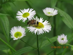 Lasiotrichius succinctus