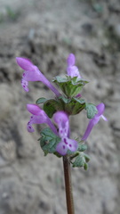 Lamium amplexicaule