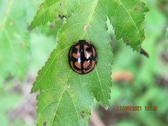 Aiolocaria hexaspilota
