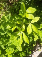 Aesculus hippocastanum