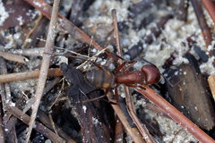Camponotus socius