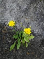 Hieracium