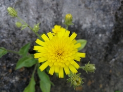 Hieracium