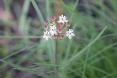 Asclepias michauxii