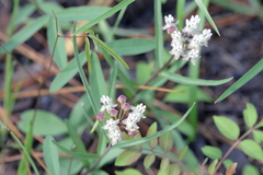 Asclepias michauxii