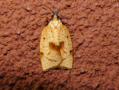 Sparganothis xanthoides