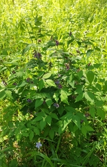 Vicia venosa baicalensis