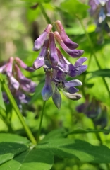 Vicia venosa baicalensis