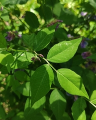 Vicia venosa baicalensis