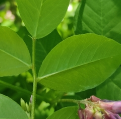 Vicia venosa baicalensis