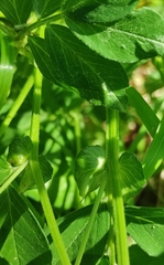 Vicia venosa baicalensis