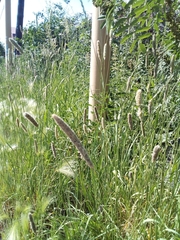 Alopecurus arundinaceus
