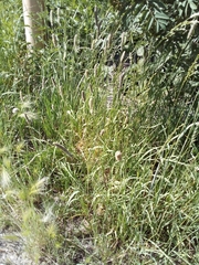 Alopecurus arundinaceus