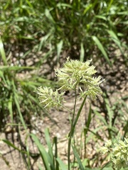Dactylis glomerata