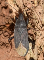 Neurocladus brachiidens