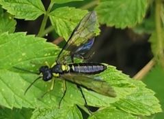 Tenthredo mesomela