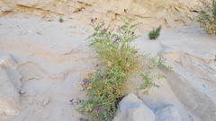 Astragalus crotalariae