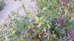 Astragalus crotalariae