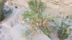 Astragalus crotalariae