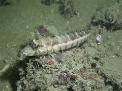 Parapercis xanthozona