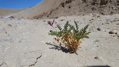 Astragalus crotalariae