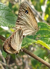 Ypthima arctous