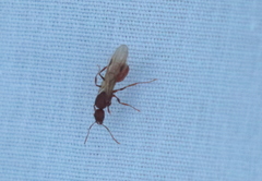 Image of Aphaenogaster treatae