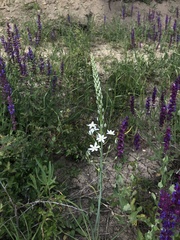 Ornithogalum pyramidale