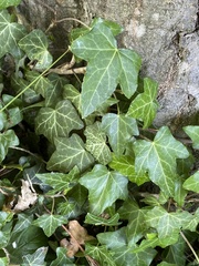 Hedera helix