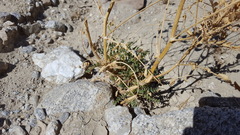 Astragalus crotalariae