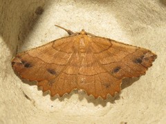 Euchlaena johnsonaria