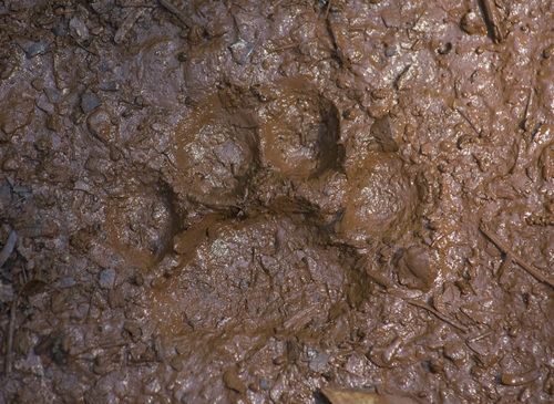 Leopardus pardalis
