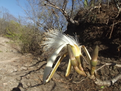 Pseudobombax palmeri