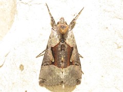 Autographa ampla