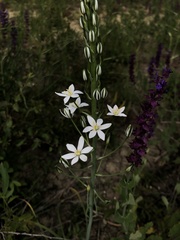 Ornithogalum pyramidale