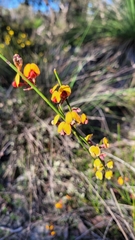 Daviesia triflora