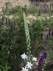 Ornithogalum pyramidale