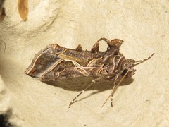 Autographa flagellum