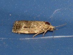 Apotomis infida