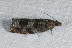 Ancylis achatana