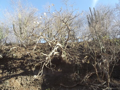 Pseudobombax palmeri